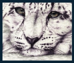 Snow lepard